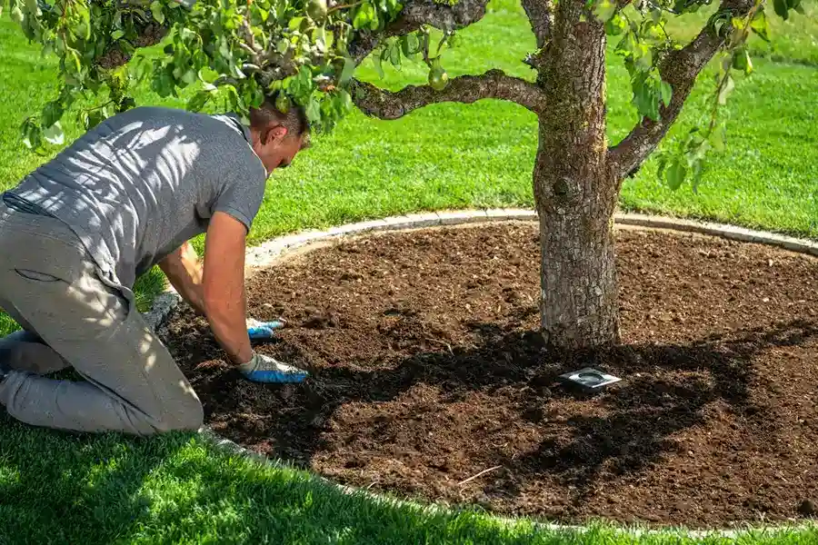 Reliable Tree Service Tree Service