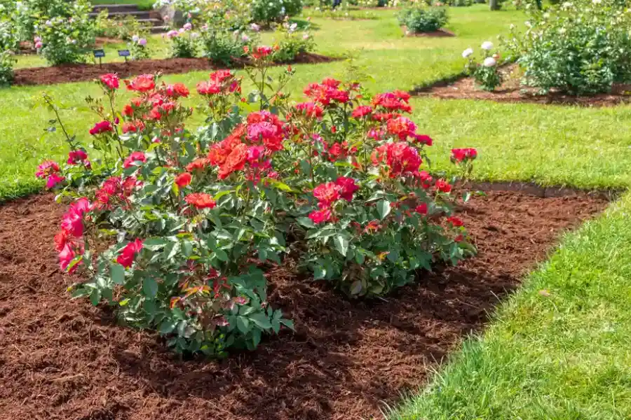 Common Mulching Mistakes And How To Avoid Them in Novato, CA Common Mulching Mistakes And How To Avoid Them in Novato, CA
