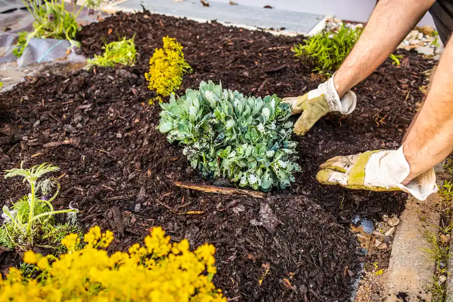 Experienced Mulching Novato, CA Experienced Mulching Novato, CA