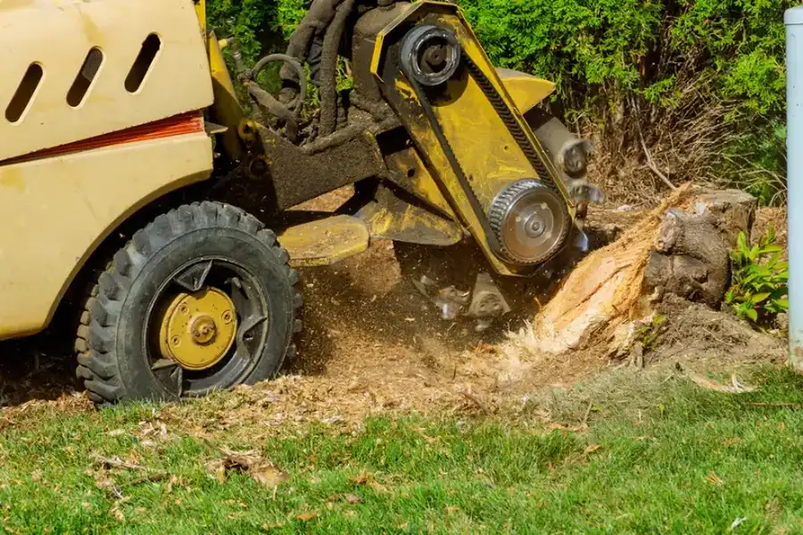 How Stump Grinding Improves Lawn Health And Appearance Novato, CA How Stump Grinding Improves Lawn Health And Appearance Novato, CA