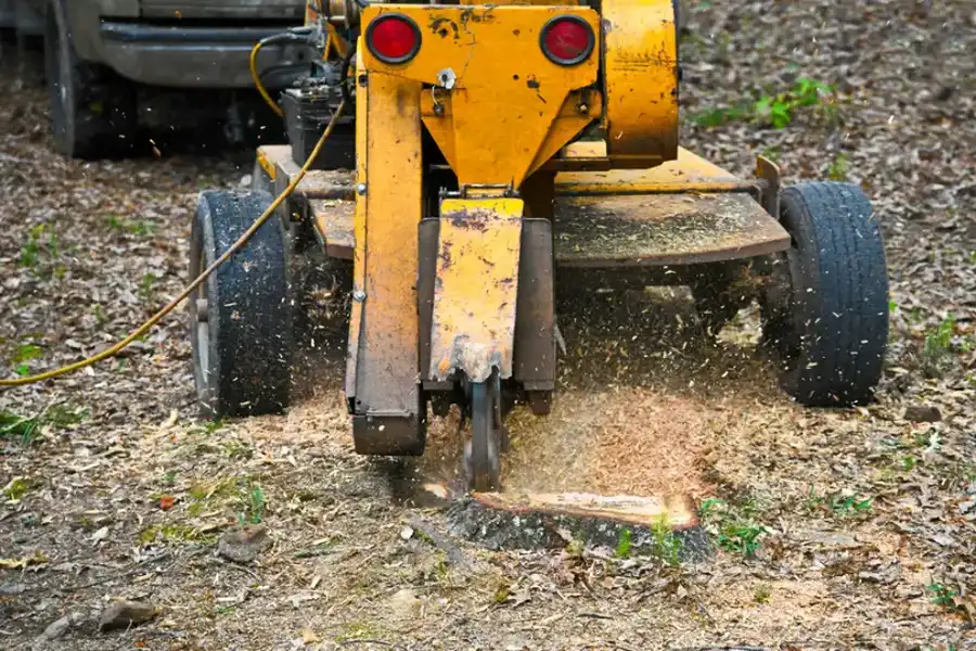 How Stump Grinding Improves Lawn Health And Appearance in Novato, CA How Stump Grinding Improves Lawn Health And Appearance in Novato, CA