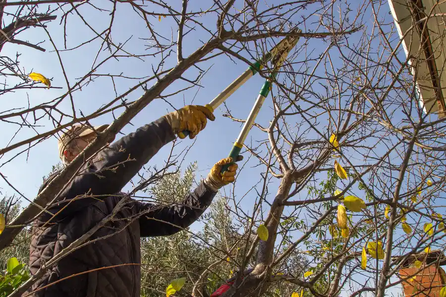 How Tree Trimming Service Enhances Yard Safety And Appearance Novato, CA How Tree Trimming Service Enhances Yard Safety And Appearance Novato, CA