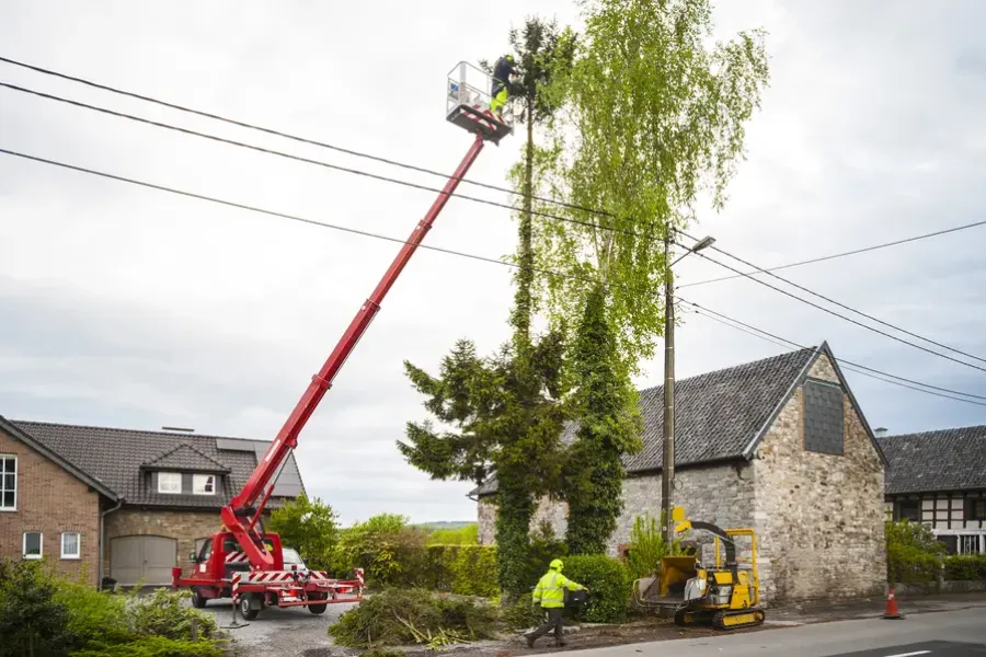 How Tree Trimming Service Enhances Yard Safety And Appearance in Novato, CA How Tree Trimming Service Enhances Yard Safety And Appearance in Novato, CA