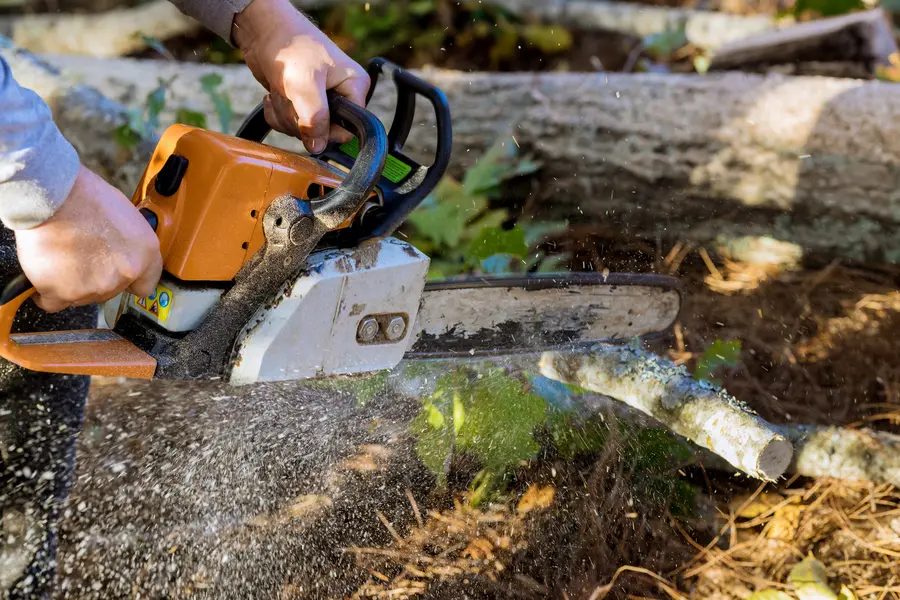 Professional Tree Service Novato, CA Professional Tree Service Novato, CA