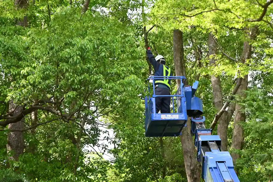 Quality Tree Service Novato, CA Quality Tree Service Novato, CA