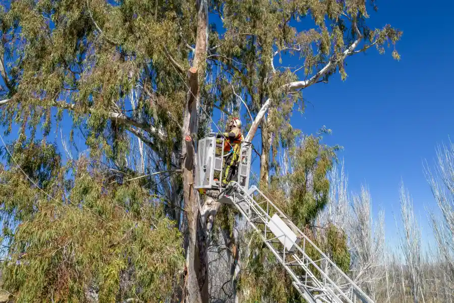 Signs Your Landscape Needs Professional Tree Service Novato, CA Signs Your Landscape Needs Professional Tree Service Novato, CA