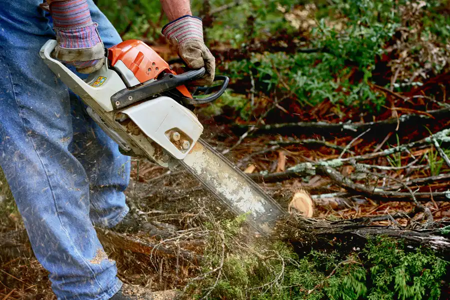 Signs Your Landscape Needs Professional Tree Service in Novato, CA Signs Your Landscape Needs Professional Tree Service in Novato, CA