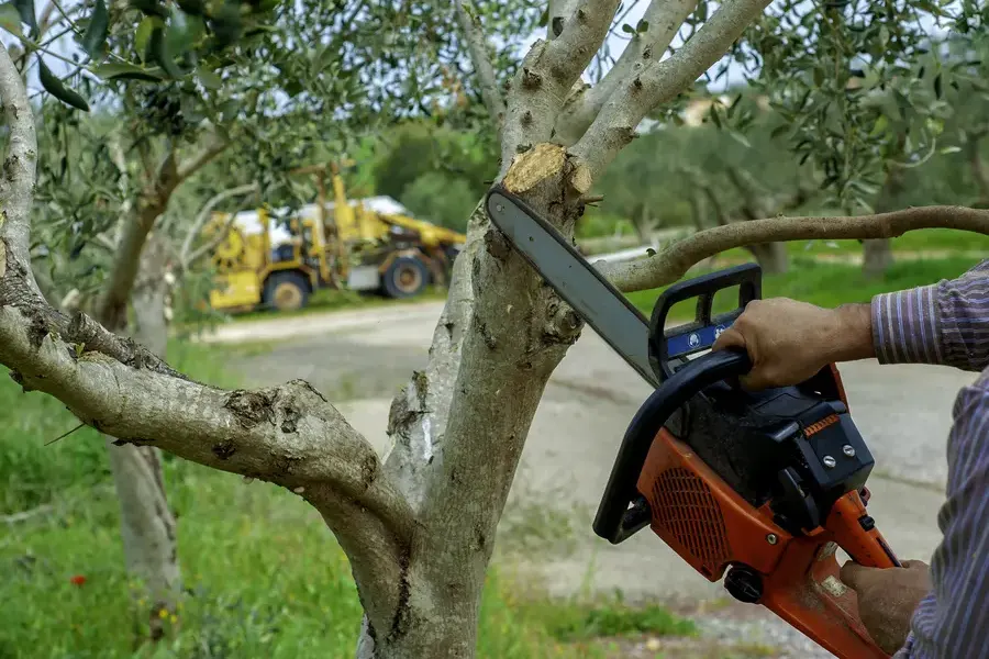 The Role Of Tree Trimming In Preventing Branch Hazards Novato, CA The Role Of Tree Trimming In Preventing Branch Hazards Novato, CA