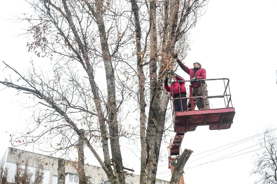 The Role Of Tree Trimming In Preventing Branch Hazards in Novato, CA The Role Of Tree Trimming In Preventing Branch Hazards in Novato, CA