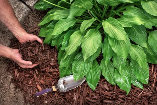Top-rated Mulching Novato, CA Top-rated Mulching Novato, CA