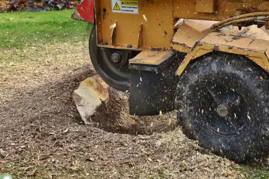 Understanding The Benefits Of Professional Stump Grinding in Novato, CA Understanding The Benefits Of Professional Stump Grinding in Novato, CA