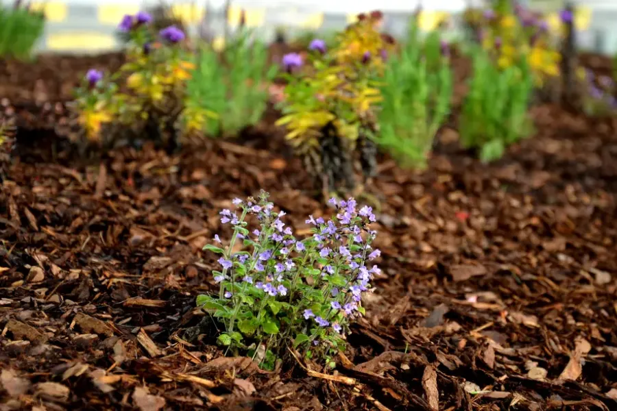 Why Mulching Improves The Appearance Of Your Garden Novato, CA Why Mulching Improves The Appearance Of Your Garden Novato, CA
