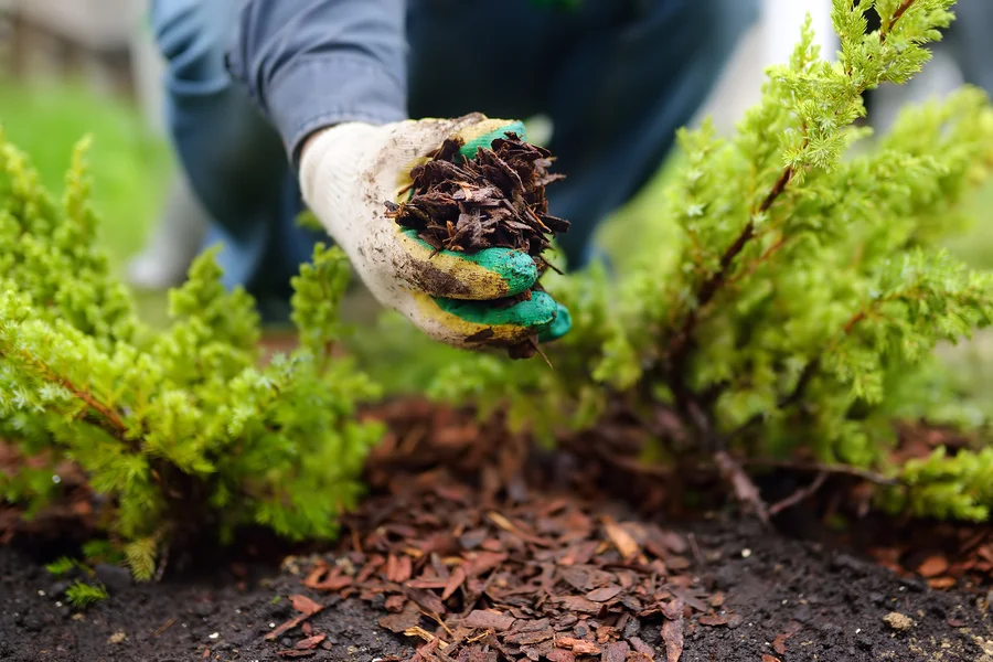 Why Mulching Improves The Appearance Of Your Garden in Novato, CA Why Mulching Improves The Appearance Of Your Garden in Novato, CA